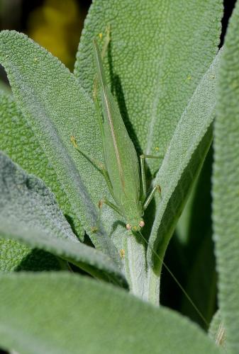 Réf. 241 239 : Phaneroptera nana